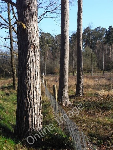 Foto 6x4 bramshill wald - wald, die
