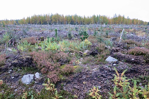 Foto 6x4 neu bepflanzter - , wald