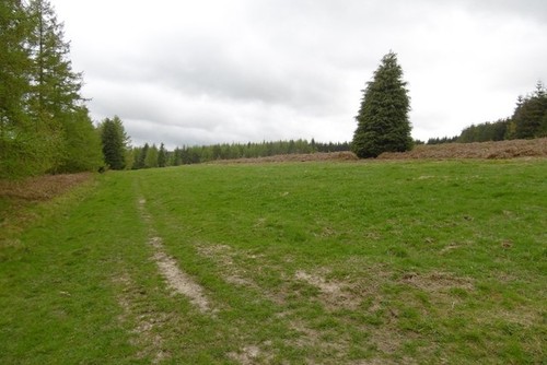 Foto 6x4 hirsch rasen - foto,