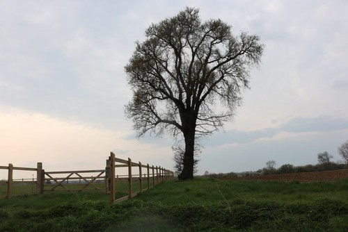 Foto 6x4 baum - foto,