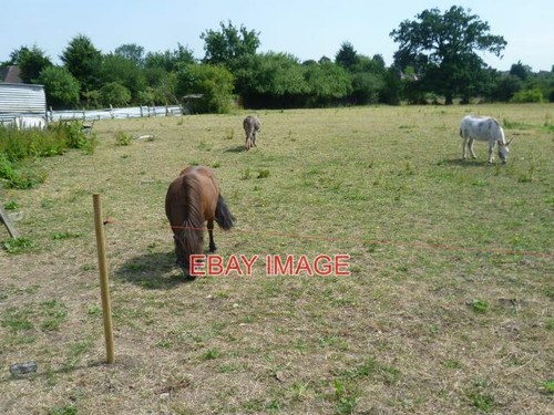 Fotoponys auf fryent - auf, country