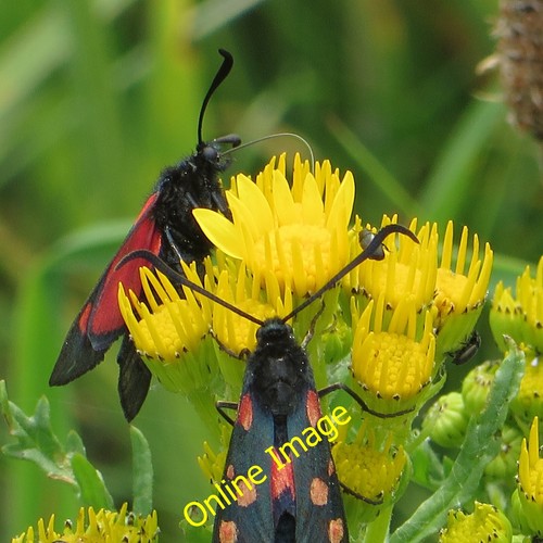 Foto 6x4 burnet motten - burnet,
