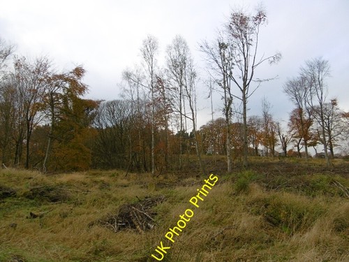 Foto 6x4 dalgetty wood brechin - dalgetty,
