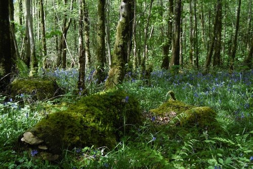 Foto 6x4 ross wood inverbeg - foto,